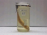 藏品(星沙鮻)的圖片